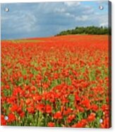 Summer Poppies In England Acrylic Print