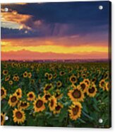 Summer Radiance Acrylic Print