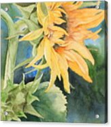 Summer Sunflower Acrylic Print