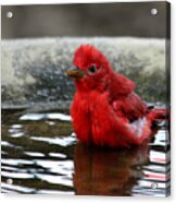 Summer Tanager In Bird Bath Acrylic Print