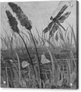 Summertime Dragonfly Black And White Acrylic Print