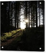 Sun Glare In The Dark Forest Acrylic Print