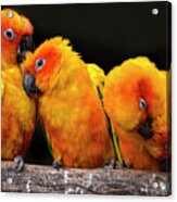 Sun Parakeets Acrylic Print