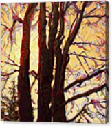 Sun-shielding Gallantrees Acrylic Print