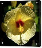 Sun Soaked Yellow Hibiscus Flower Kauai Hawaii Art Acrylic Print