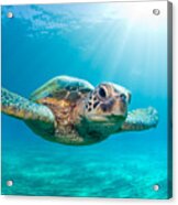 Sunburst Sea Turtle Acrylic Print