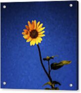 Sunflower  ... Acrylic Print