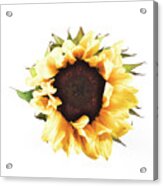 Sunflower #2 Acrylic Print