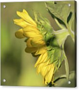 Sunflower 2016-1 Acrylic Print