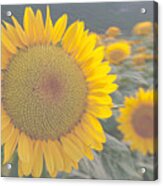 Sunflower Closeup On Field During Sunset Acrylic Print