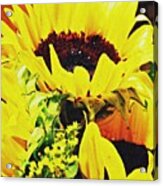 Sunflower Decor 7 Acrylic Print