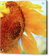 Sunflower Drops Acrylic Print