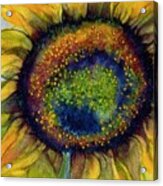 Sunflower  Emergence Acrylic Print
