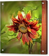 Sunflower #g5 Acrylic Print