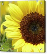 Sunflower Acrylic Print