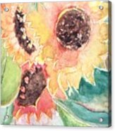 Sunflower Glory Acrylic Print