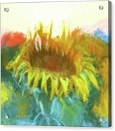 Sunflower Glow Acrylic Print