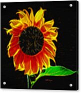 Sunflower Glow Acrylic Print