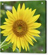 Sunflower Acrylic Print