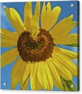 Sunflower Heart Acrylic Print