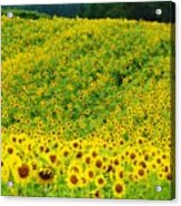 Sunflower Hill Acrylic Print