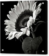 Sunflower In Black And White Acrylic Print