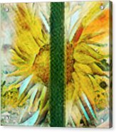 Sunflower In The Garden Window Acrylic Print