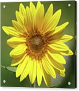 Sunflower In The Sun Acrylic Print