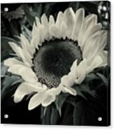 Sunflower Acrylic Print