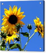 Sunflower Morning Photograph Acrylic Print