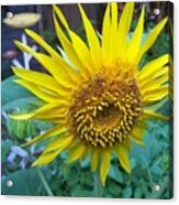 Sunflower Acrylic Print
