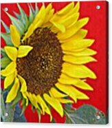 Sunflower On Red Acrylic Print
