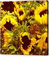 Sunflower Party Acrylic Print