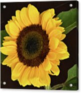 Sunflower Acrylic Print