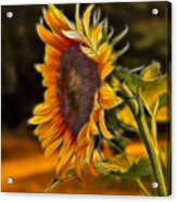 Sunflower Series Acrylic Print