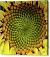 Sunflower Spiral Acrylic Print