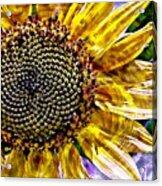Sunflower Study Acrylic Print