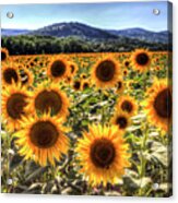 Sunflower Summer Fields Acrylic Print