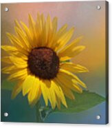 Sunflower Summer Acrylic Print