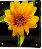 Sunflower Sunbeam Print Acrylic Print