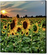 Sunflower Sunset Acrylic Print