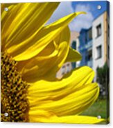 Sunflower With House On Background Acrylic Print