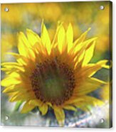 Sunflower With Lens Flare Acrylic Print