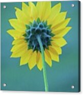 #sunflower#flower #yellow #summer Acrylic Print