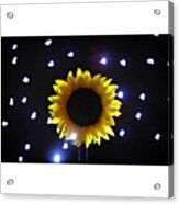 #sunflowers & #stars Series

#flower Acrylic Print