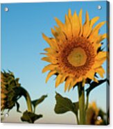 Sunflowers At Sunrise 1 Acrylic Print