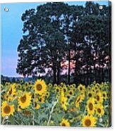 Sunflowers At Sunset Acrylic Print