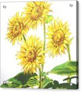 Sunflowers Acrylic Print