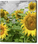 Sunflowers I Acrylic Print