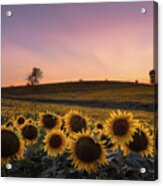 Sunflowers In Pink Acrylic Print